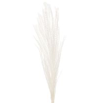 Artikel Tørrede blomster, sølvgræs. Elegant naturlig dekoration til hjem og kontor. 70 cm, 10 stk.