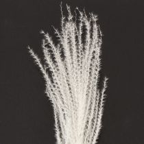 Artikel Tørrede blomster, sølvgræs. Elegant naturlig dekoration til hjem og kontor. 70 cm, 10 stk.