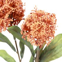 Artikel Skimmie Skimmia Japonica kunstige blomster Orange DryLook L59cm