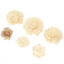 Artikel Sola Blomster Træ Træ Blomster Dekoration Mix Creme 6-11cm 12-15 stk.