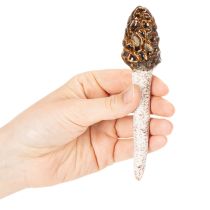 Artikel Kunstig morkel-svampe dekorativ pæl til urtepotter og bord, 13 cm, 2 stk.