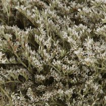 Artikel Havlavendel Statice Tatarica tørrede blomster naturlige 2 kg
