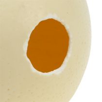 Artikel Strudseæg, naturligt, blæst ud, tomt, dekoration