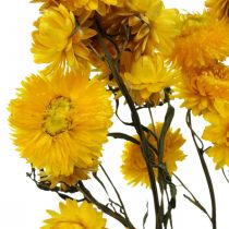 Tørret blomst Gul stråblomst Helichrysum tør dekorationsbund 50 cm 45g