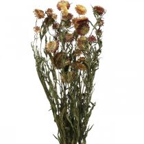 Artikel Halmblomst Gul, Rød tørret Helichrysum tørret blomst 50cm 60g