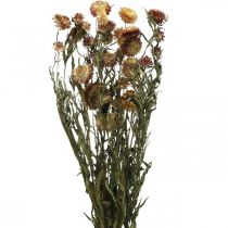 Halmblomst Gul, Rød tørret Helichrysum tørret blomst 50cm 60g