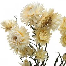 Tør dekoration halm blomstercreme helichrysum tørret 50cm 30g