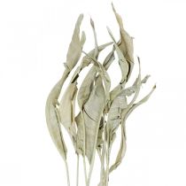 Strelitzia blade tørret grøn frostet 45-80cm 10stk
