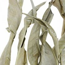 Strelitzia blade tørret grøn frostet 45-80cm 10stk