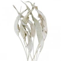 Strelitzia blade vasket hvide tørrede 45-80cm 10p