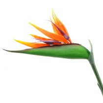 Artikel Strelitzia Paradisfugl 95 cm