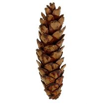 Artikel Strobus kegler 10-15cm malet 100 stk