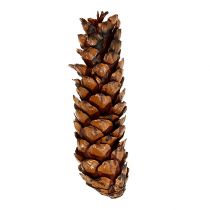 Artikel Strobus kegler 15 - 20cm malet 100 stk