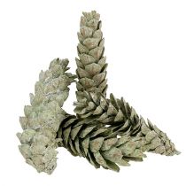Artikel Strobus kegler som naturlig dekoration 15cm - 20cm grøn 50 stk