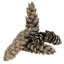 Artikel Strobus kegler 15cm - 20cm hvidvaskede 50 stk