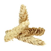 Artikel Strobus bleget 15cm-20cm 50 stk