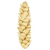 Artikel Strobus bleget 15cm-20cm 50 stk