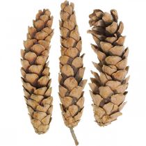 Fyrrekogler Hvid Fyr Strobus Natur Blandet 2,5 kg