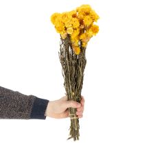 Artikel Tørrede gule stråblomster (Helichrysum) buket, 100 g