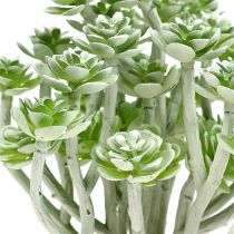 Sukkulent Echeveria 17cm Grå 3stk