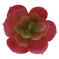 Sukkulentplante Ø5cm lyserød 6stk