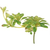 Artikel Sukkulent kunstig plante med pick Aeonium Green 30cm 4 stk