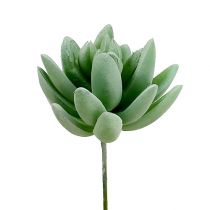 Artikel Sukkulent Echeveria Ø6,5cm L11cm 6 stk