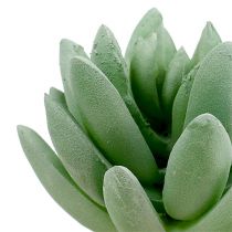 Artikel Succulent Echeveria Ø6,5cm L11cm 6stk