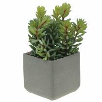 Sukkulent slangesedum i potte H16cm