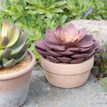 Artikel Sukkulent plante i potte Echeveria kunstrød Ø15cm