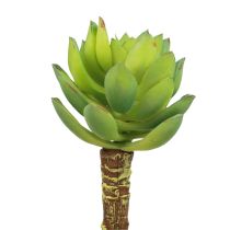 Sukkulent Echeveria Kunstig Grøn Plante Grøn Ø5,5cm 12,5cm