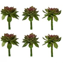 Sukkulent Sten Rose 6cm Grøn 6 Stk