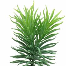 Sukkulentplante Senecio ragwort grøn 20 cm
