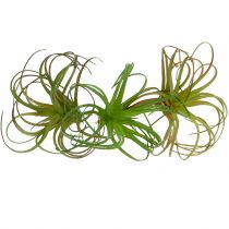 Tillandsia assorteret 8cm 3stk