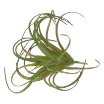 Tillandsia assorteret 8cm 3stk