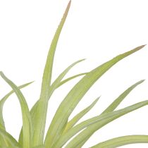Artikel Tillandsia Grønne Kunstplanter med Pind Ø17cm 3 stk