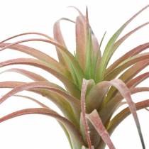 Tillandsia grøn-rød flokket 15cm 4stk