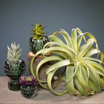 Tillandsia kunstig at holde lysegrøn kunstig plante 30cm