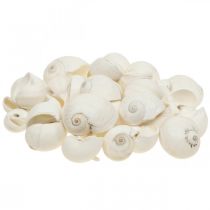 Borddekoration maritim, tomme sneglehuse hvide 3-4,5cm 500g