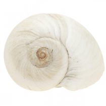Borddekoration maritim, tomme sneglehuse hvide 3-4,5cm 500g
