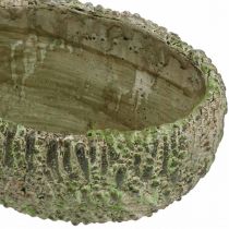 Artikel Plantekasse beton oval antik look grøn, brun 24×14×13cm