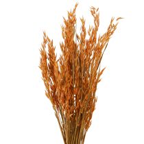 Artikel Dry Deco Oat Deco i Orange L64cm 70-75g 2stk