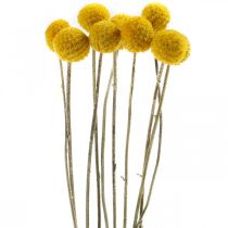 Artikel Craspedia Tørrede Blomster Trommestikker Gul 70cm 10 stk