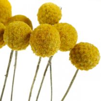 Artikel Craspedia tørrede blomster, gule, 70 cm, dekorative, 10 stk.