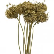 Tørrede blomster deco fennikelgrøn 50cm bundt af 10 stk