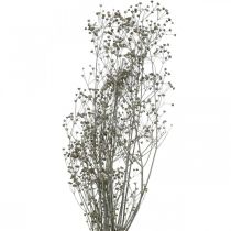 Tørrede blomst Massasa hvide deco grene 50-55cm bundt af 6 stk