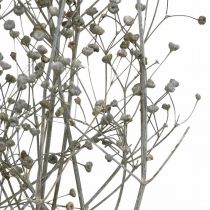 Tørrede blomst Massasa hvide deco grene 50-55cm bundt af 6 stk