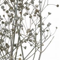 Artikel Tørrede blomst Massasa hvide dekorative grene 50-55cm bundt af 6 stk