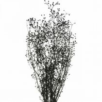 Artikel Tørret Blomst Massasa Sort Naturlig Dekoration 50-55cm Bunt med 10 stk.
