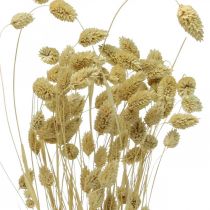 Tørret blomst Phalaris, dekorativt græsbundt, tørrede blomster, Boho natur, bleget L55cm 100g